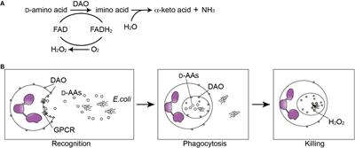 Emerging Role of D-Amino Acid Metabolism in the Innate Defense